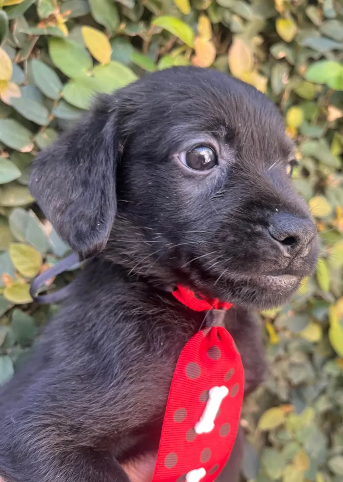 Cachorro ra a SRD-ViraLata idade Abaixo de 2 meses nome Toby