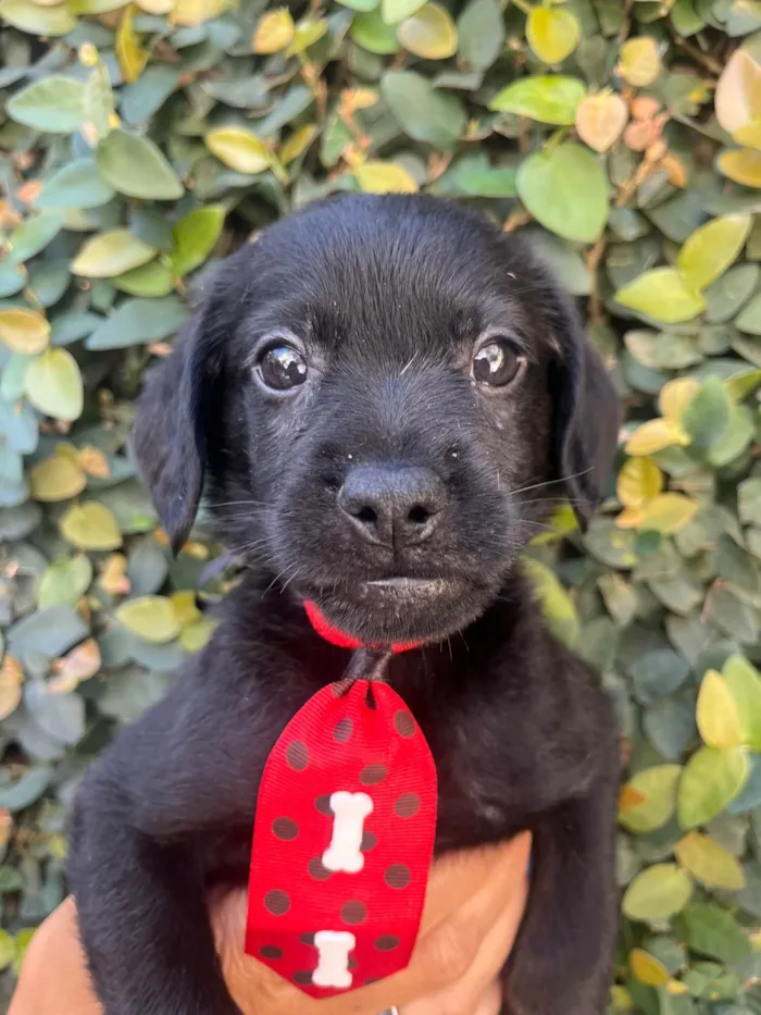 Cachorro ra a SRD-ViraLata idade Abaixo de 2 meses nome Toby