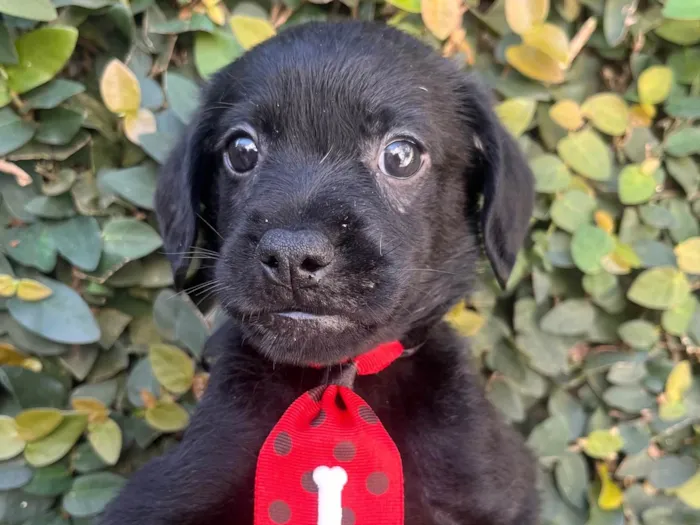 Cachorro ra a SRD-ViraLata idade Abaixo de 2 meses nome Toby