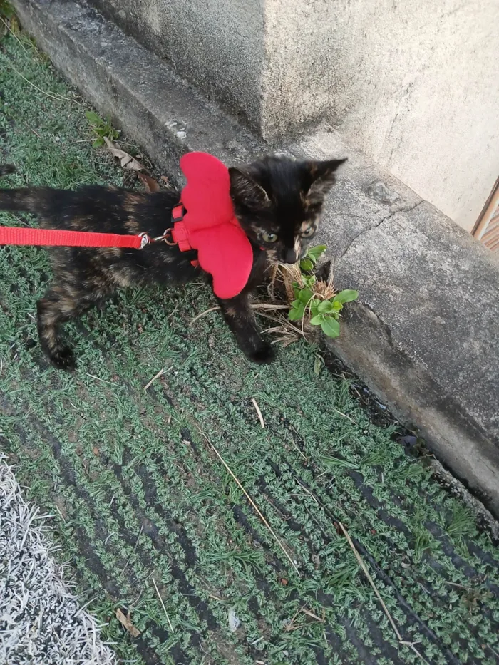 Gato ra a SRD-ViraLata idade 2 a 6 meses nome Escaminha,  3 meses - castração garantida