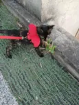 Escaminha, 3 meses - castração garantida
