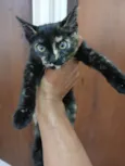 Escaminha, 3 meses - castração garantida