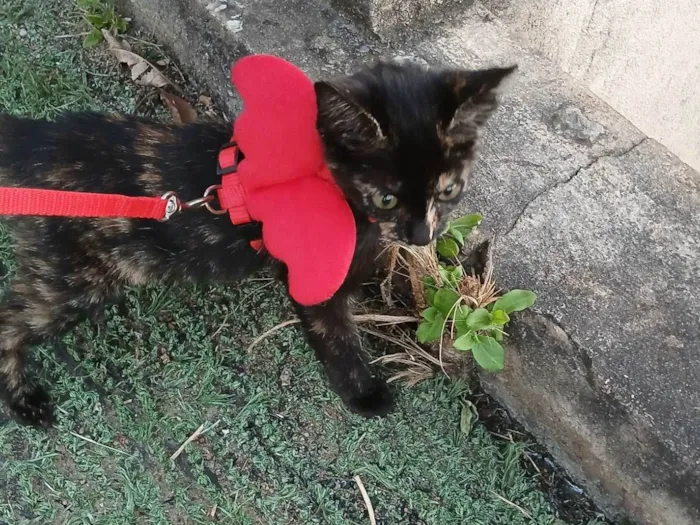 Gato ra a SRD-ViraLata idade 2 a 6 meses nome Escaminha,  3 meses - castração garantida