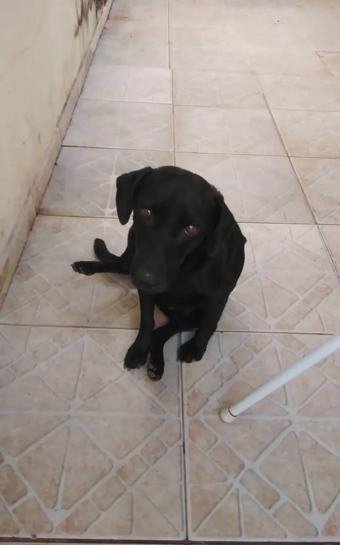 Cachorro ra a SRD-ViraLata idade 2 anos nome Negão 