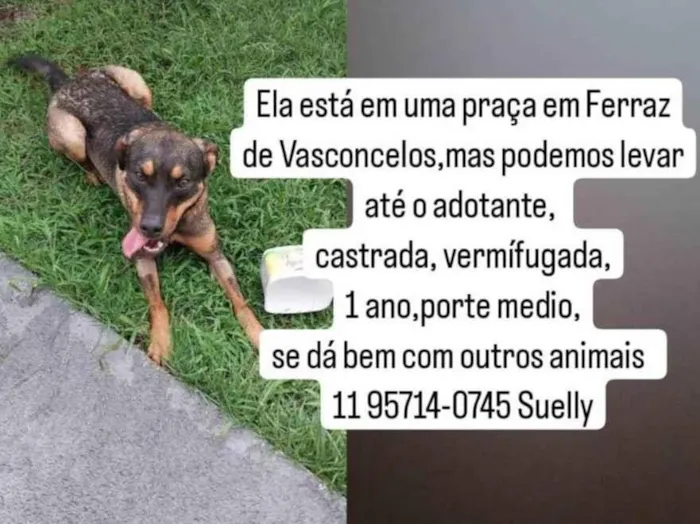 Cachorro ra a SRD-ViraLata idade 1 ano nome Moana