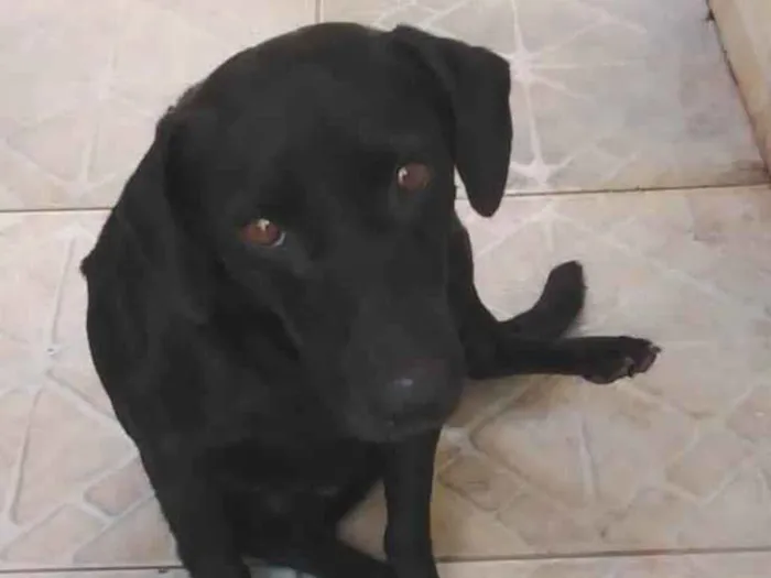 Cachorro ra a SRD-ViraLata idade 2 anos nome Negão 