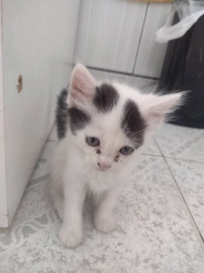 Gato ra a SRD-ViraLata idade 2 a 6 meses nome Branquinha 
