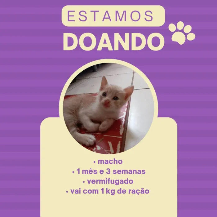 Gato ra a sem raça definida idade Abaixo de 2 meses nome Scooby 