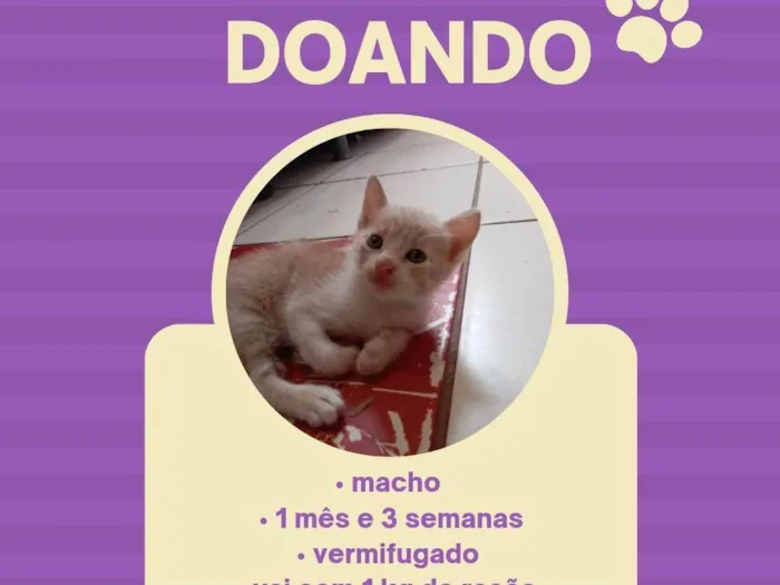 Gato ra a sem raça definida idade Abaixo de 2 meses nome Scooby 