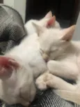3 gatinhos brancos de olhos azuis
