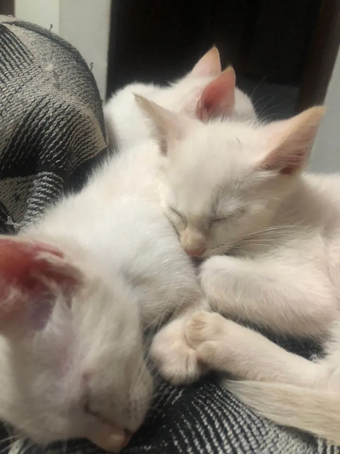 Gato ra a  idade 2 a 6 meses nome 3 gatinhos brancos de olhos azuis