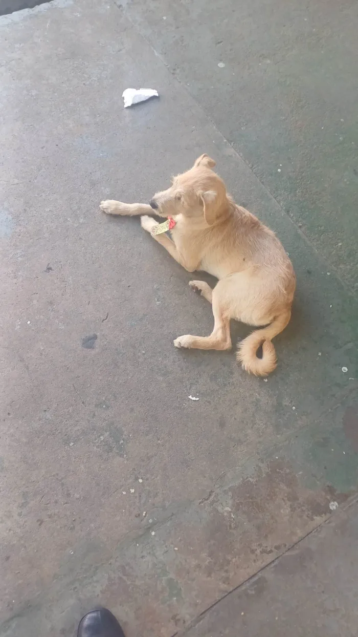 Cachorro ra a SRD-ViraLata idade 2 a 6 meses nome Max