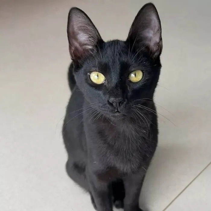 Gato ra a SRD-ViraLata idade 7 a 11 meses nome WILL E SMITH
