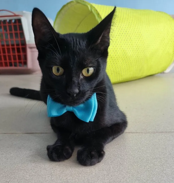 Gato ra a SRD-ViraLata idade 7 a 11 meses nome WILL E SMITH