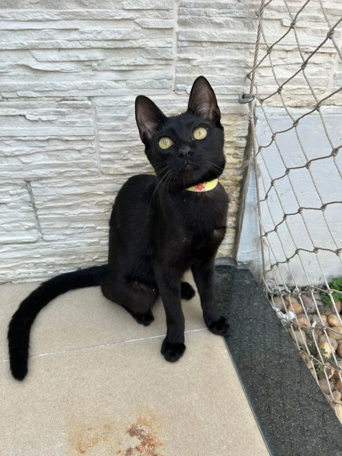 Gato ra a SRD-ViraLata idade 7 a 11 meses nome WILL E SMITH