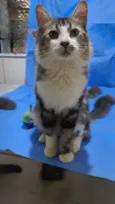 TIGRÃO