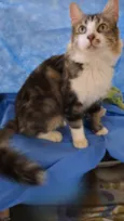 TIGRÃO