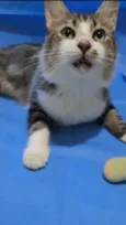 TIGRÃO