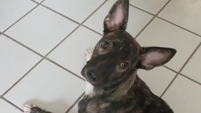 Cachorro ra a SRD-ViraLata idade 1 ano nome Akira 