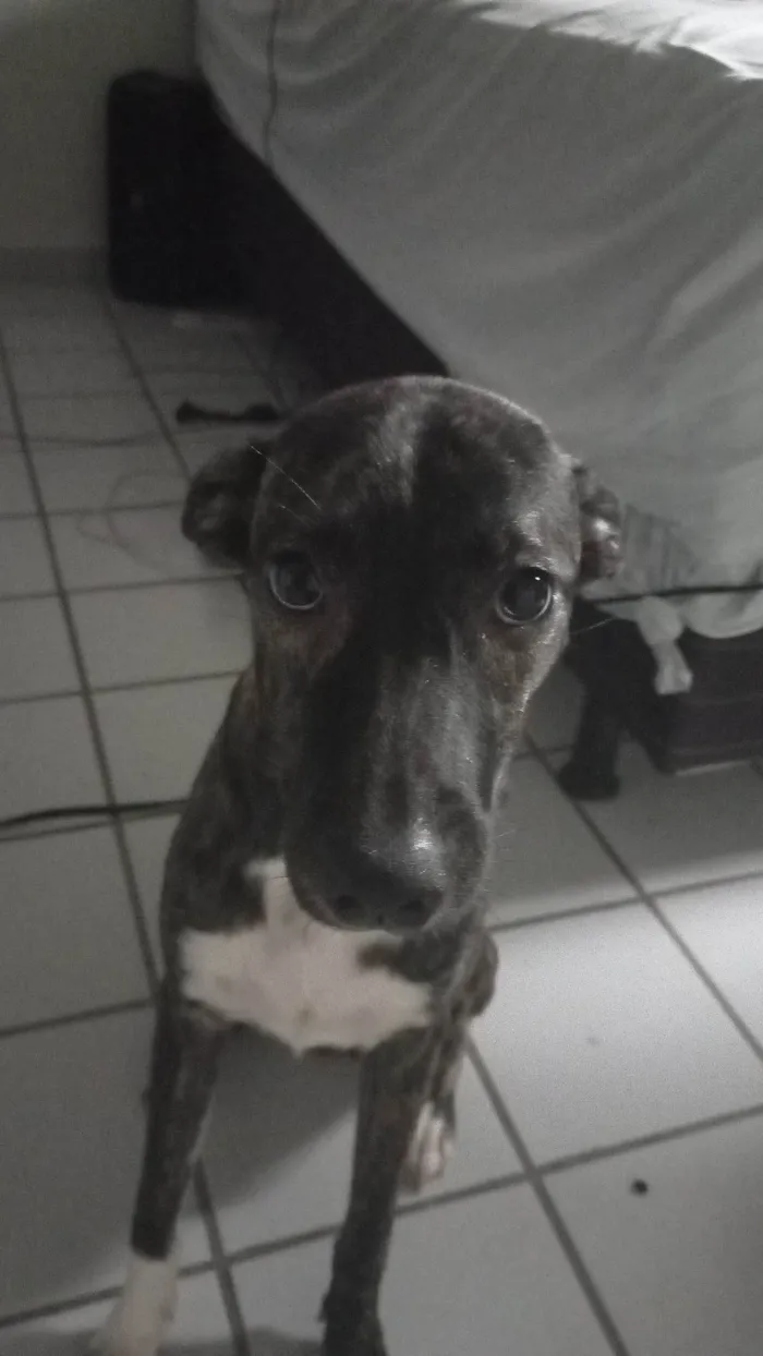 Cachorro ra a SRD-ViraLata idade 1 ano nome Akira 