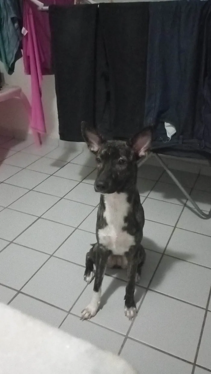 Cachorro ra a SRD-ViraLata idade 1 ano nome Akira 