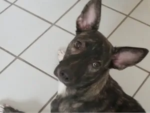 Cachorro raça SRD-ViraLata idade 1 ano nome Akira 