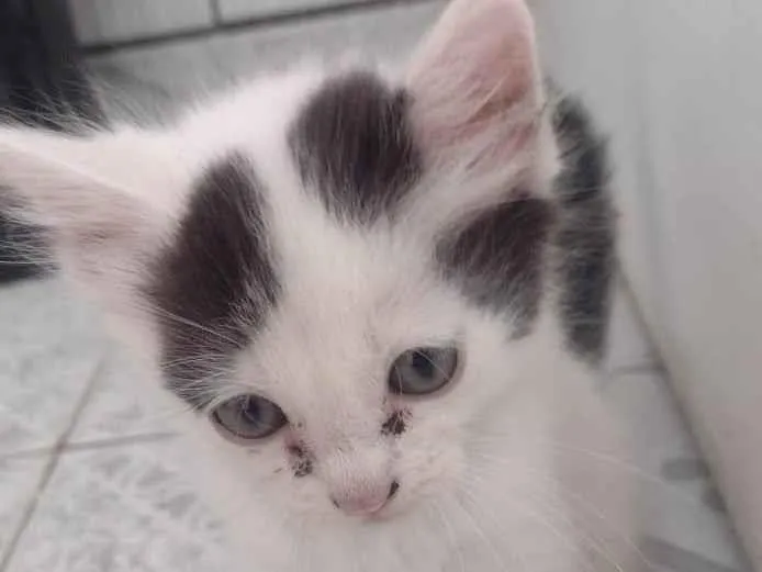 Gato ra a SRD-ViraLata idade 2 a 6 meses nome Branquinha 