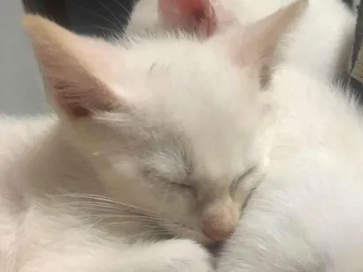 Gato raça  idade 2 a 6 meses nome 3 gatinhos brancos de olhos azuis