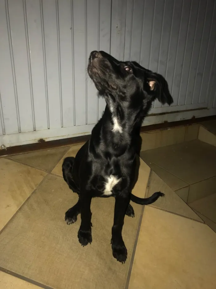 Cachorro ra a SRD-ViraLata idade 7 a 11 meses nome Lila