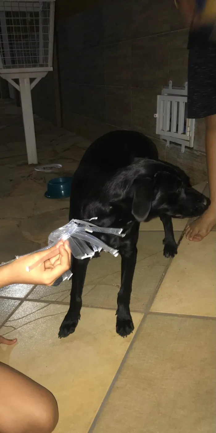 Cachorro ra a SRD-ViraLata idade 7 a 11 meses nome Lila