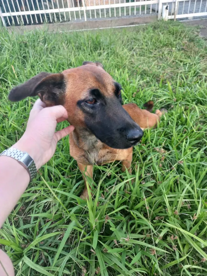 Cachorro ra a Vira lata idade 2 a 6 meses nome Sem nome