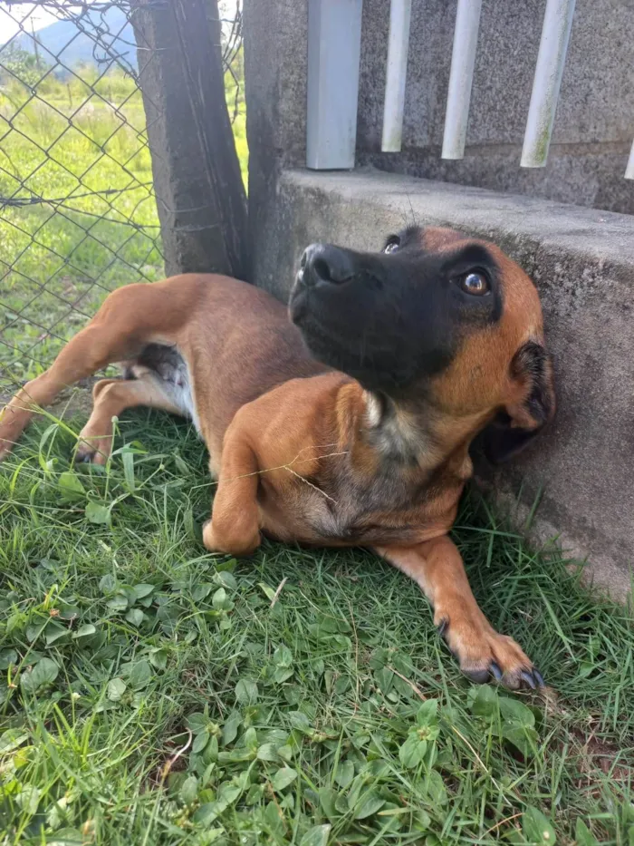 Cachorro ra a Vira lata idade 2 a 6 meses nome Sem nome