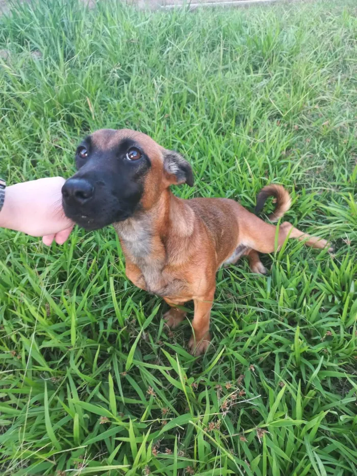 Cachorro ra a Vira lata idade 2 a 6 meses nome Sem nome