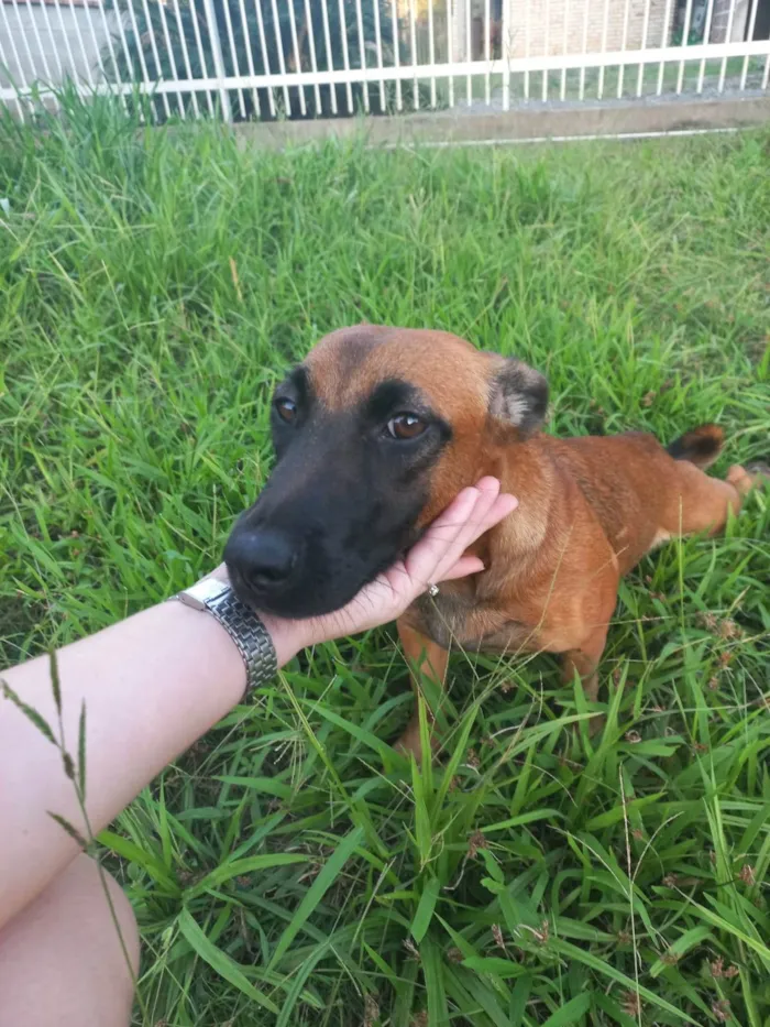 Cachorro ra a Vira lata idade 2 a 6 meses nome Sem nome