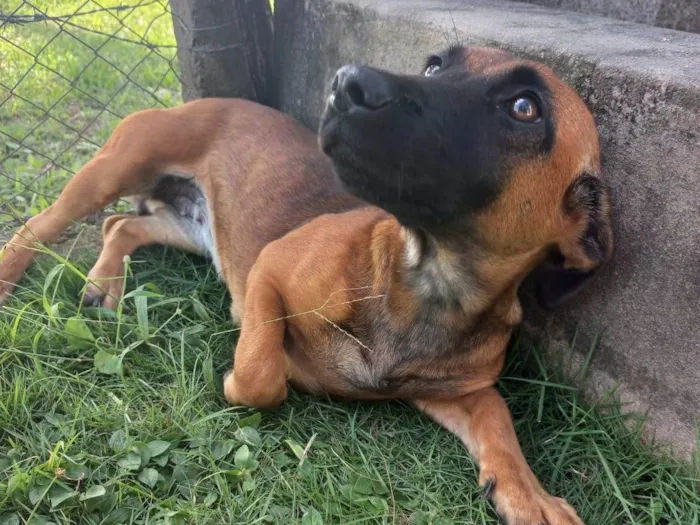 Cachorro ra a Vira lata idade 2 a 6 meses nome Sem nome