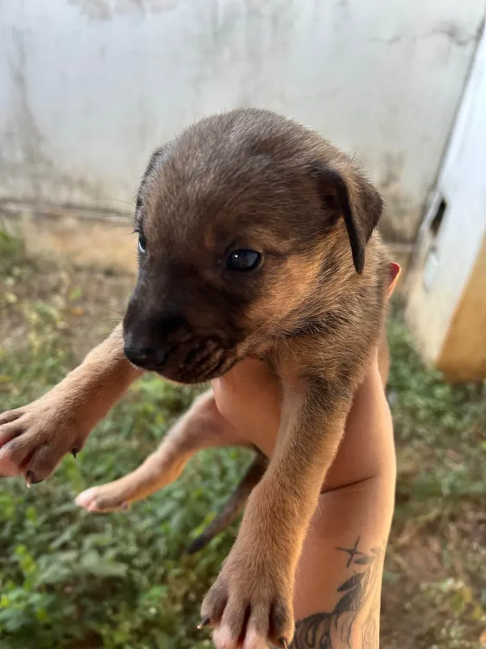 Cachorro ra a SRD-ViraLata idade Abaixo de 2 meses nome Filhote encontrado no Jardim Panorama precisa de um lar