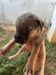 Filhote encontrado no Jardim Panorama precisa de um lar