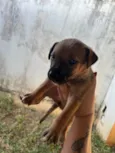 Filhote encontrado no Jardim Panorama precisa de um lar