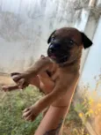 Filhote encontrado no Jardim Panorama precisa de um lar