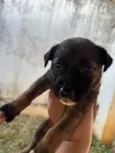 Filhote encontrado no Jardim Panorama precisa de um lar