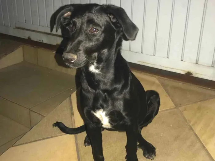 Cachorro ra a SRD-ViraLata idade 7 a 11 meses nome Lila