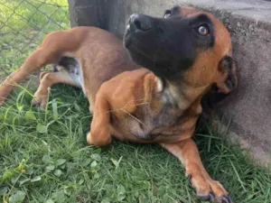 Cachorro raça Vira lata idade 2 a 6 meses nome Sem nome