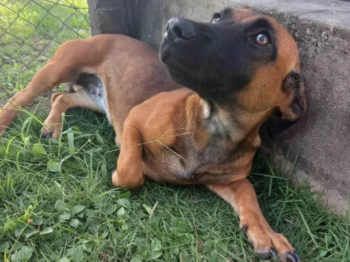 Cachorro ra a Vira lata idade 2 a 6 meses nome Sem nome