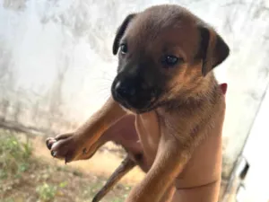 Cachorro raça SRD-ViraLata idade Abaixo de 2 meses nome Filhote encontrado no Jardim Panorama precisa de um lar