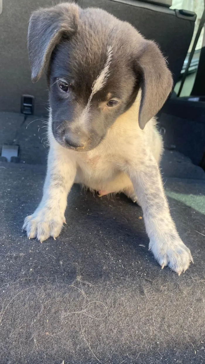 Cachorro ra a SRD-ViraLata idade  nome Pancho