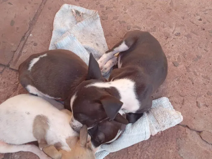 Cachorro ra a SRD-ViraLata idade 2 a 6 meses nome Não dei nome a nenhum