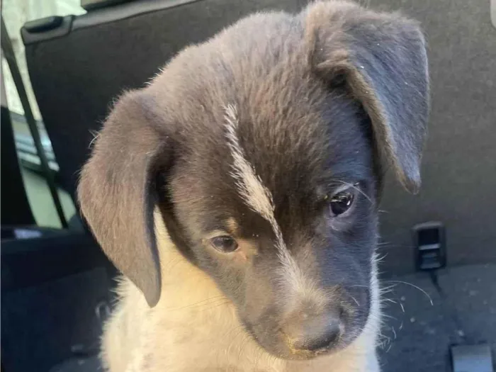 Cachorro ra a SRD-ViraLata idade  nome Pancho