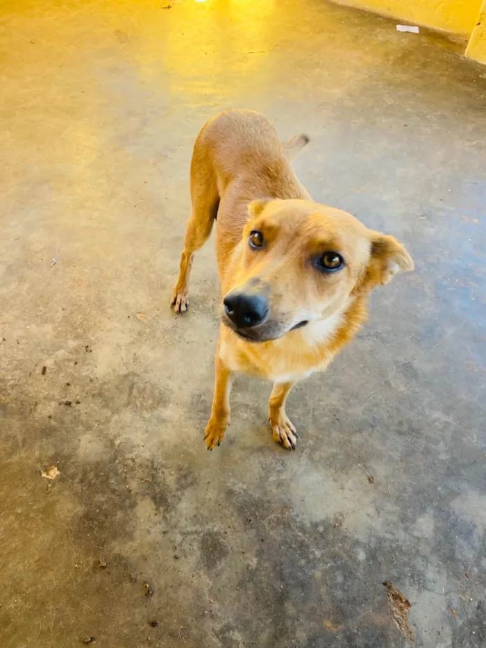 Cachorro ra a SRD-ViraLata idade  nome Zaia 