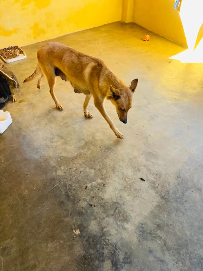 Cachorro ra a SRD-ViraLata idade  nome Zaia 