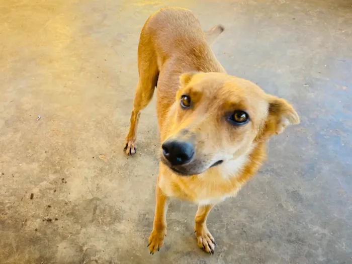 Cachorro ra a SRD-ViraLata idade  nome Zaia 